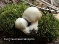Inocybe entolomatospora-amf864
